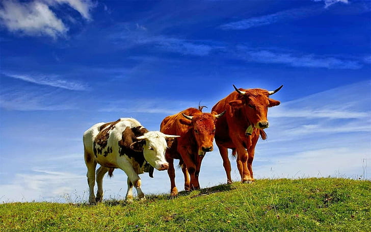 animais, prado, vacas, HD papel de parede