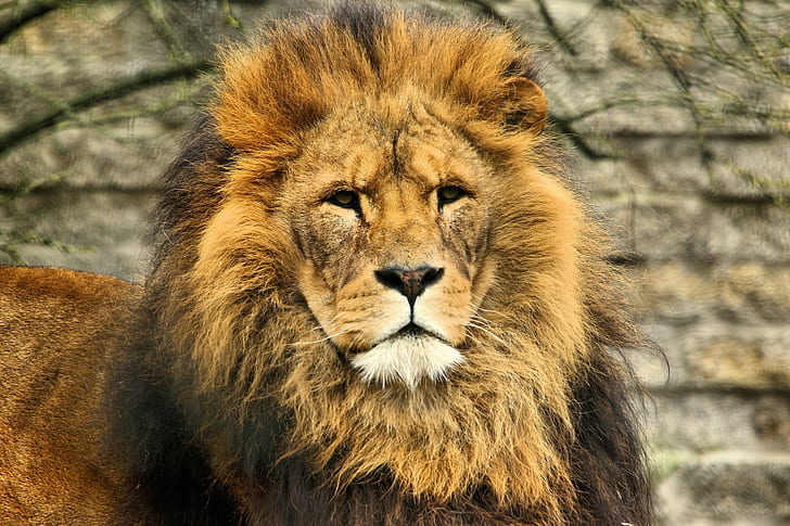 Melena de león, león marrón, ojos, león, melena, carnívoro, gato, Fondo de pantalla HD