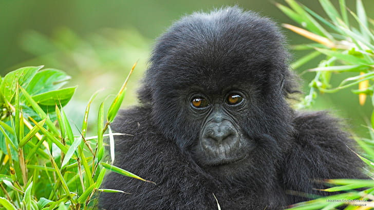 Mountain Gorilla, Rwanda, Animals, HD wallpaper