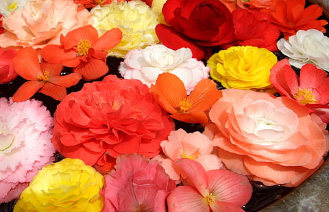 flores de varios colores, begonias, claveles, flores, capullos, agua, Fondo de pantalla HD HD wallpaper