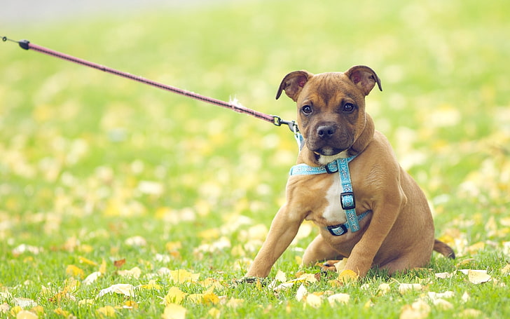 загорелый щенок с короткой шерстью, собака, трава, цветы, поле, HD обои