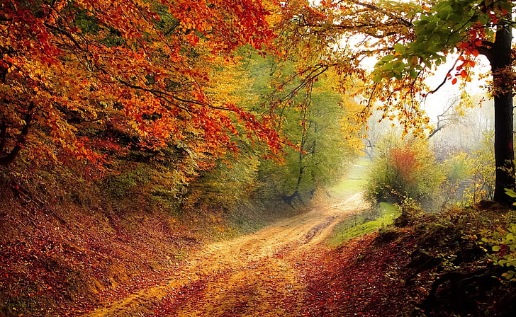 Времена года, Осень, Природа, Пейзаж, Свет, Земля, Утро, Лес, Дорога, Сезон, Осень, Forestlandscape, лесные деревья, Осенняя листва, Красные и зеленые лиственные деревья, HD обои