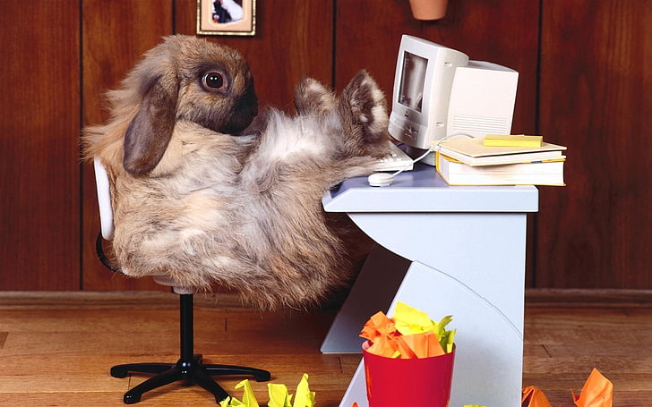 animals, computer, funny, office, rabbits, tech, HD wallpaper