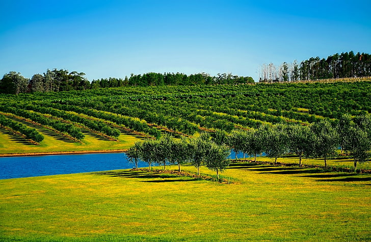 Orchard Landscape, South America, Other, Nature, Landscape, Summer, Trees, Farm, Water, Orchard, Outdoors, Rural, Canal, Country, Agriculture, Irrigation, uruguay, HD wallpaper