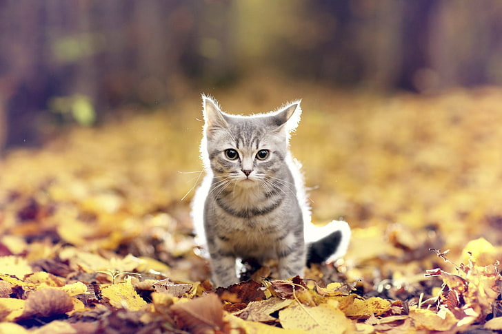 Cats, Cat, Fall, Kitten, Leaf, Pet, Stare, HD wallpaper
