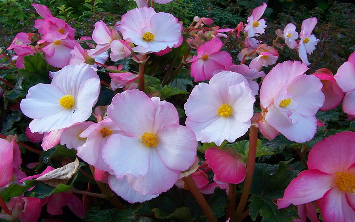 Begonia Flower Plantas con flores decorativas Una combinación de flores de color rosa suave con fondo de escritorio blanco de escritorio para PC Tablet y móvil 3840 × 2400, Fondo de pantalla HD