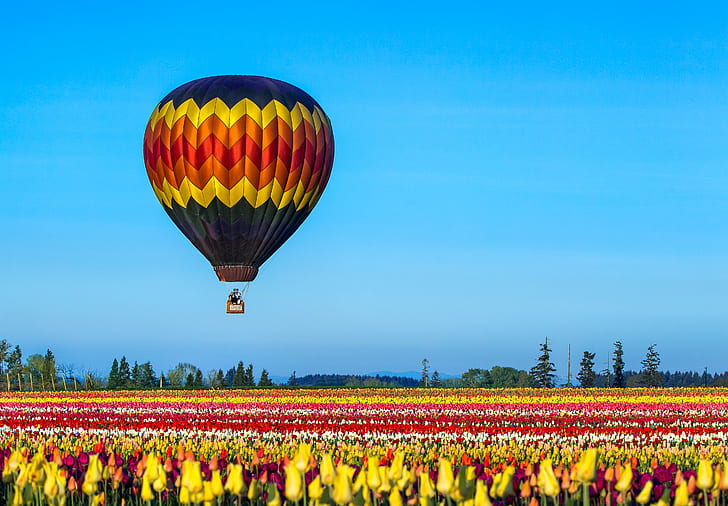 hot air balloon flying under blue skies and above Tulip field, Up, up, and away, blue skies, Tulip, field, Flowers, Wooden Shoe, Farm, rural, morning, blue, colorful, balloon  flight, sky  farm, aloft, scenery, Oregon, tulips, hot Air Balloon, flying, nature, multi Colored, sky, outdoors, summer, air, travel, HD wallpaper