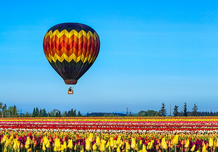 hot air balloon flying under blue skies and above Tulip field, Up, up, and away, blue skies, Tulip, field, Flowers, Wooden Shoe, Farm, rural, morning, blue, colorful, balloon  flight, sky  farm, aloft, scenery, Oregon, tulips, hot Air Balloon, flying, nature, multi Colored, sky, outdoors, summer, air, travel, HD wallpaper HD wallpaper