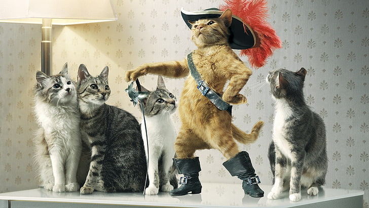 several cats, creativity, cat, Puss in Boots, HD wallpaper