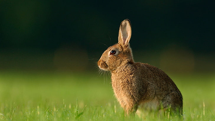 hare, rabbit, mammal, bunny, wood rabbit, animal, fur, cute, rodent, pets, fluffy, furry, easter, domestic, pet, HD wallpaper