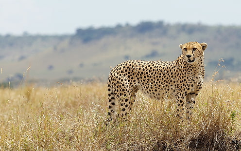 Cheetah Wild Cat in Grass, foto macan tutul, cheetah, kucing liar, rumput, s, Best s, Wallpaper HD HD wallpaper