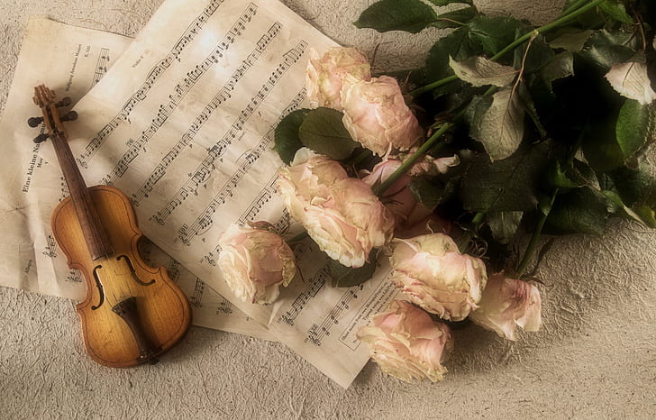 notes, roses, Music, Violin, Classic, Tool, HD wallpaper