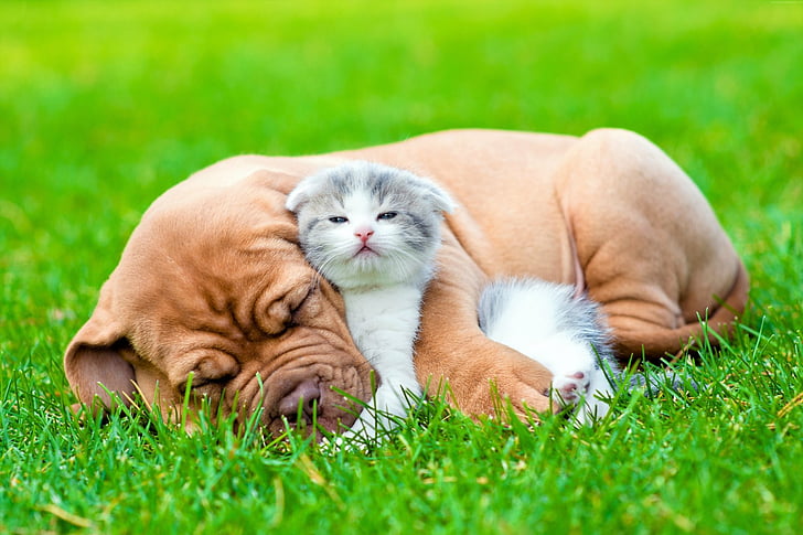 Animal, Cat & Dog, Baby Animal, Cute, Dog, Friend, Kitten, Love, Puppy, HD wallpaper