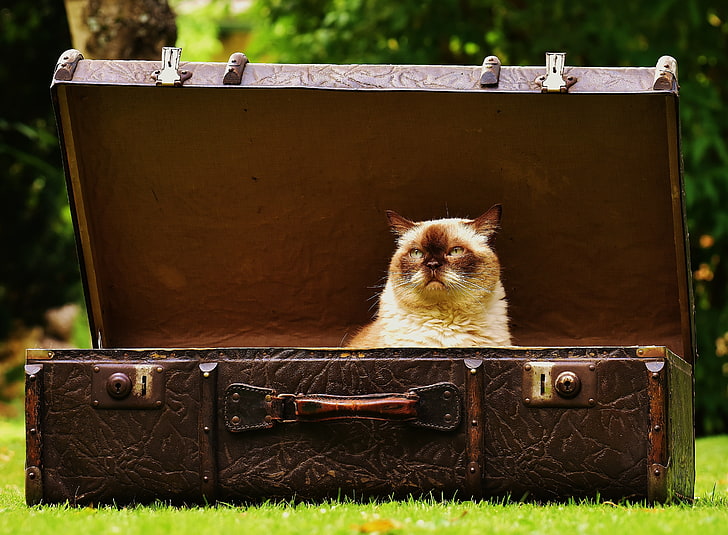 Himalayan cat, cat, suitcase, antiques, HD wallpaper