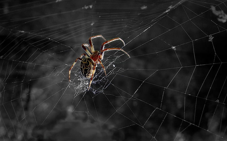 brown orb weaver, nature, spider, spiderwebs, insect, HD wallpaper