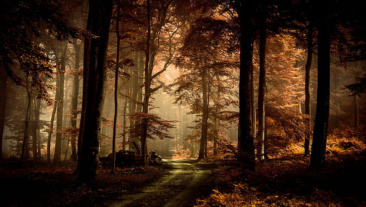 pohon, jalan setapak, hutan, lanskap, jalan tanah, hutan lebat, coklat, Wallpaper HD