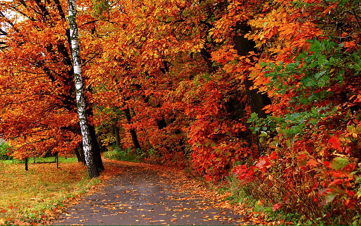 AUTUMN TRAIL, nature, forest, trail, autumn, HD wallpaper