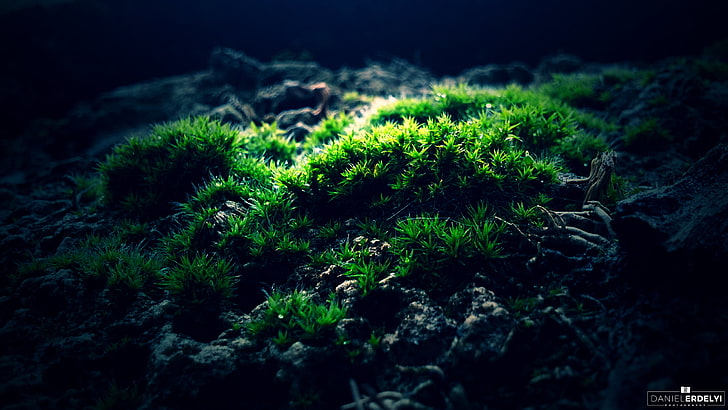 зеленая трава, зеленое растение, мох, макро, фотография, зеленая, HD обои