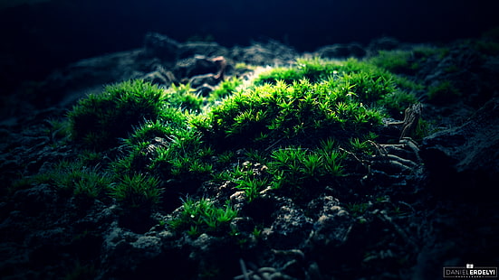 зелена трева, зелено растение, мъх, макро, фотография, зелено, HD тапет HD wallpaper