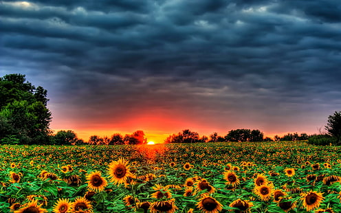 Solrosfält, utsikt, härlig, gul, solrosfält, strålar, vacker, solnedgång, blommor, andra, träd, fält, fred, HD tapet HD wallpaper