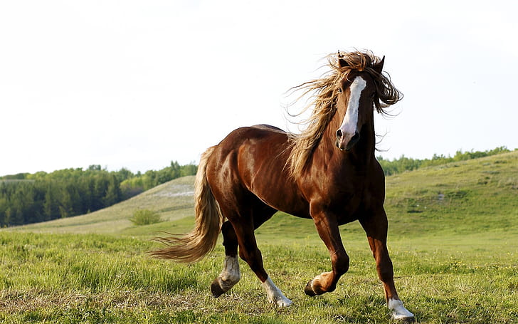 茶色の馬、草、空、茶色、馬、草、空、 HDデスクトップの壁紙