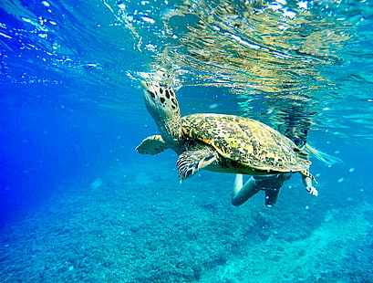 auf, Bali, untitled, gopro, bali, auf, Bali, untitled, gopro, Meer, foto, photo, ocean, outdoor, dive, turtle, animal, sea, nature, reptile, underwater, wildlife, green Turtle, sea Turtle, swimming Animal, HD wallpaper HD wallpaper