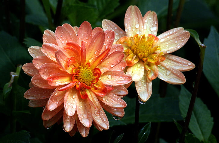 two orange and red flowers with drew drops, Sunrise, orange, red, drew, drops, Dahlias, Flower, Sony DSLR A300, Public Domain, Dedication, CC0, photos, nature, plant, petal, flower Head, summer, pink Color, close-up, water Lily, HD wallpaper