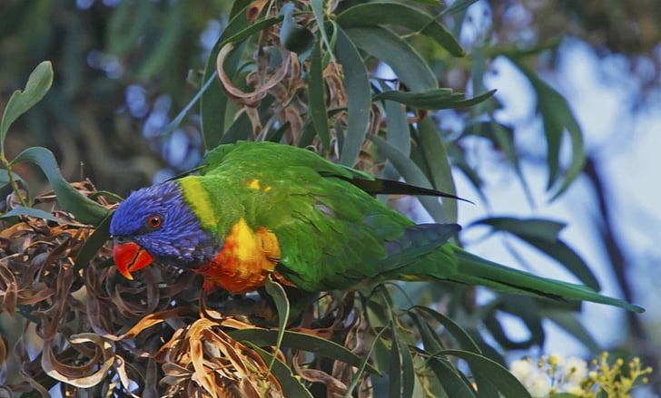 Birds, Rainbow Lorikeet, Bird, Eucalyptus Gum Tree, Parrot, HD wallpaper