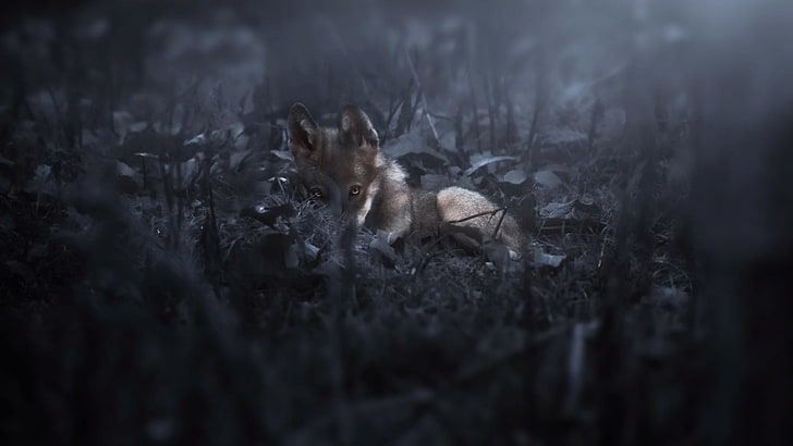 anak anjing coklat berlapis pendek, gelap, alami, serigala, binatang, Wallpaper HD