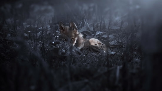 짧은 코팅 갈색 강아지, 어둠, 자연, 늑대, 동물, HD 배경 화면 HD wallpaper