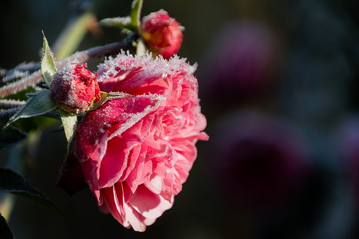 bloom, blooming, blossom, blur, buds, close-up, delicate, depth, field, flora, flower, flowers, focus, freezing, frosty, frozen, growth, ice, icy, macro, petals, roses, HD wallpaper