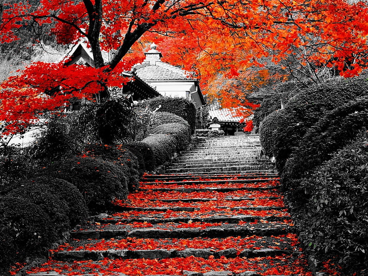 selective photography of trees and house, landscape, nature, flowers, lotus flowers, stairs, trees, selective coloring, HD wallpaper