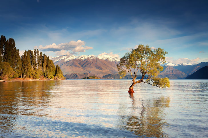 green tree, water, mountains, tree, morning, New Zealand, South island, lake Wanaka, HD wallpaper