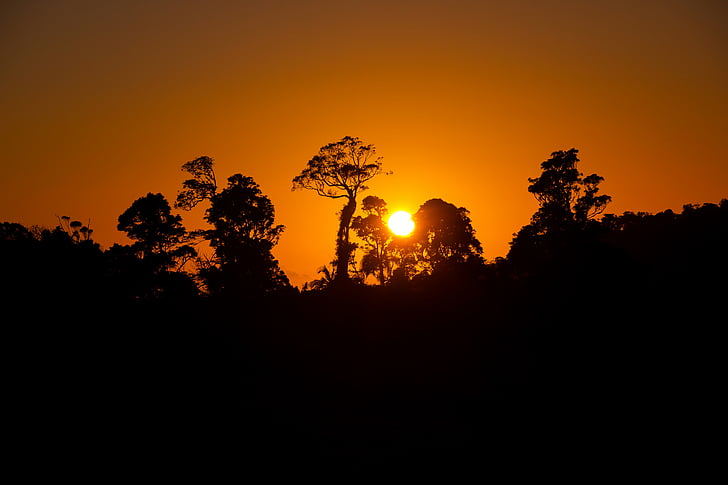 silhueta de árvores durante a hora de ouro, pôr do sol, silhueta, HD, 4K, HD papel de parede