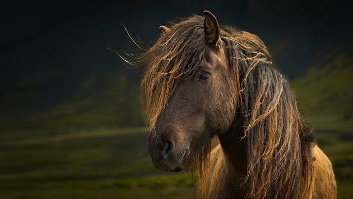 koń, Tapety HD
