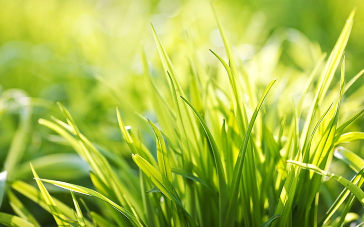 Ever Green Grass หญ้า, วอลล์เปเปอร์ HD