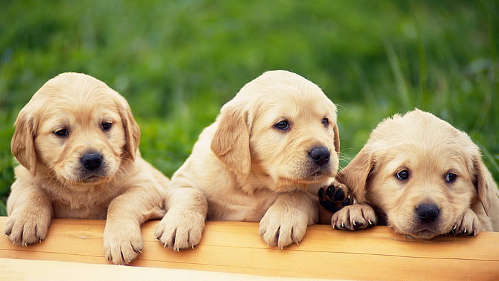 dogs puppies canine 1920x1080  Animals Dogs HD Art , dogs, Puppies, HD wallpaper