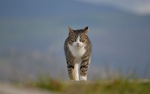 gato tigrado marrom e branco, animais, gato, profundidade de campo, HD papel de parede HD wallpaper