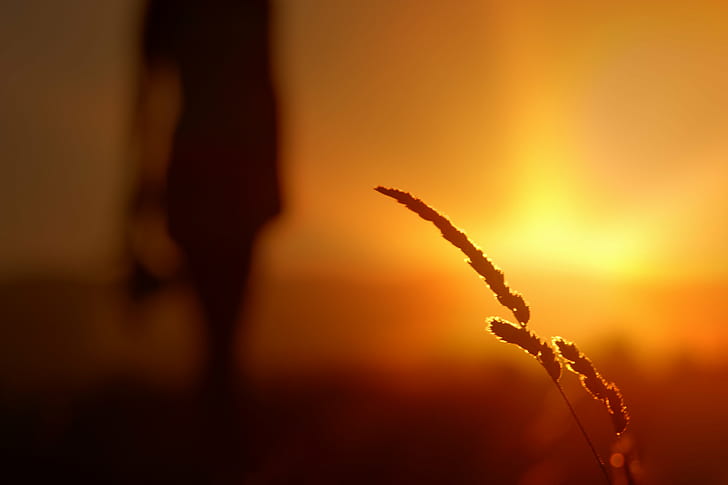 silhouette photo of plant and person against the sun, Morning Star, silhouette, photo, plant, person, against the sun, sunrise, orange, yellow  sun, sky  people, girl, serene, sunset, golden, outdoor, blur, nature, sunlight, sunrise - Dawn, sun, back Lit, outdoors, HD wallpaper