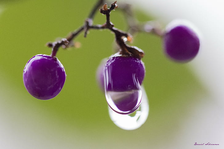 dew drops on round purple fruits, dew, drops, round, purple, Macro, Makro, Canon, closeup, Sigma, Frucht, fruit, Regen, raindrops, Strauch, green, Natur, Nature, Magic, HD wallpaper