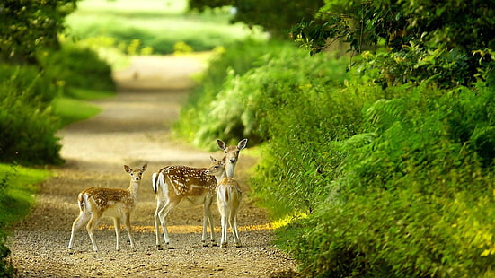 cute, doe, fawn, deer, wildlife, path, nature, HD wallpaper HD wallpaper
