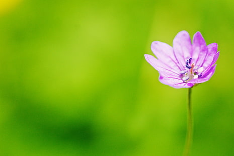 närbild foto av lila-och-vit kronblad blomma, stå ensam, närbild, foto, lila, vit, makro, närbild, blomma, DoF, Sony, A77, 90mm, natur, växt, vår, kronblad, sommar, blomma huvud , skönhet i naturen, rosa färg, HD tapet HD wallpaper