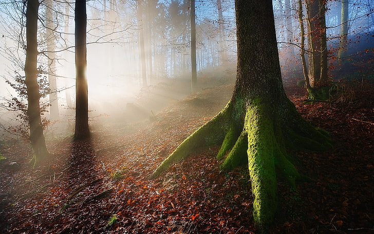 brown forest, wood, trees, roots, moss, fog, dawn, HD wallpaper