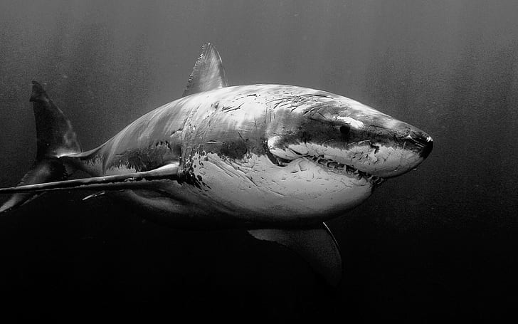 animales, escala de grises, tiburones, bajo el agua, blanco, Fondo de pantalla HD