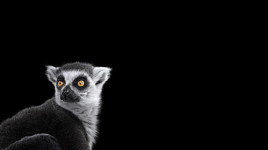 lémur blanco y negro, fotografía, mamíferos, fondo simple, lémures, Fondo de pantalla HD HD wallpaper