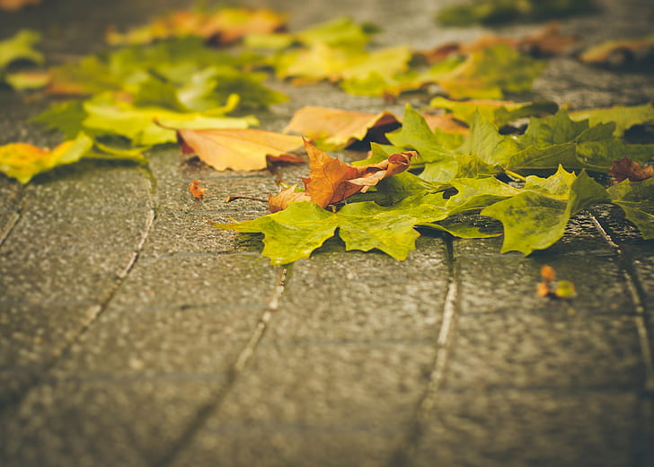 マクロ、落ち葉、秋、葉、都市、 HDデスクトップの壁紙
