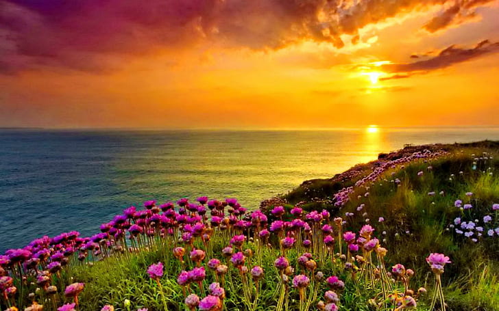Brilho dourado céu laranja pôr do sol mar oceano costa com flores roxas grama verde papel de parede Hd 1920 × 1200, HD papel de parede