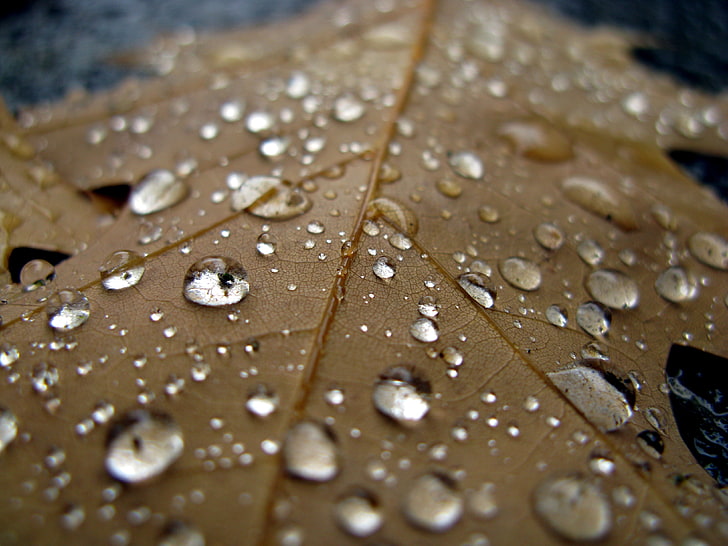 dried leaf, sheet, drop, close-up, brown, HD wallpaper