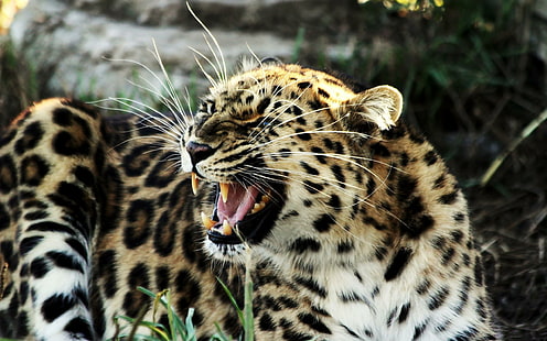 Tigre ruggente Widescreen, widescreen, tiger, roaring, tigers, Sfondo HD HD wallpaper