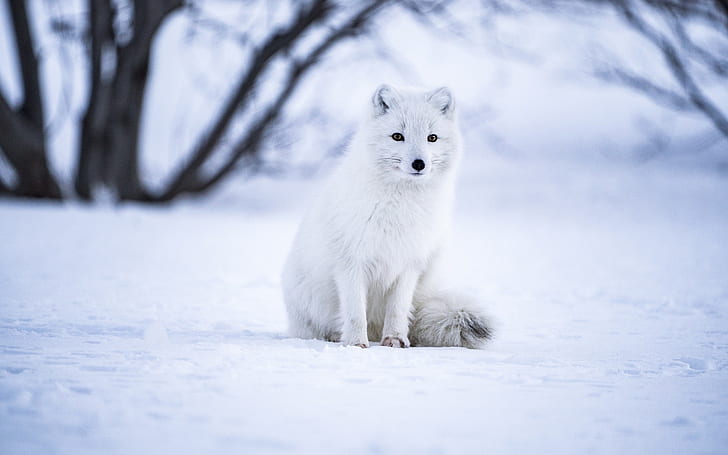 white, snow, arctic fox, HD wallpaper